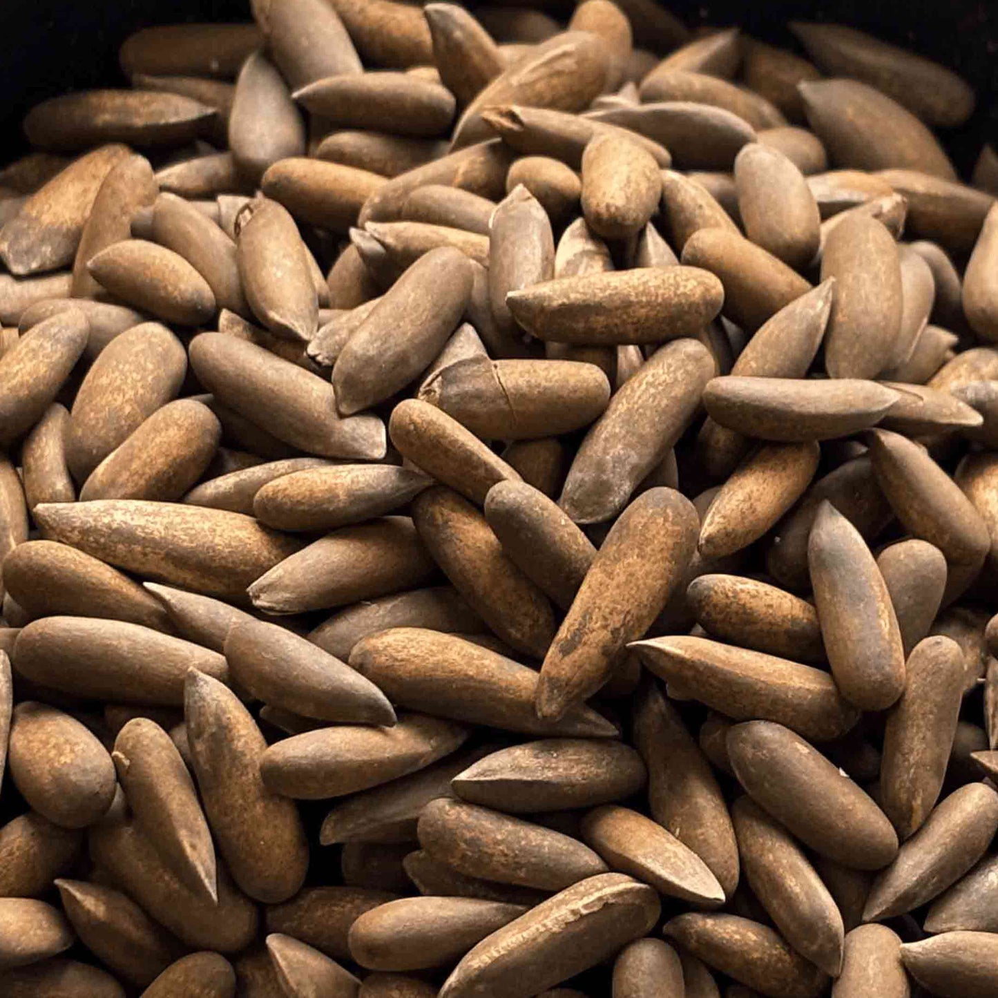 Jalghoza – Premium Pinienkerne aus Afghanistan